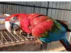JGGH Beauty Color Green Wings Macaw Parrots