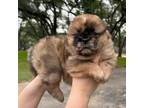 Chow Chow Puppy for sale in Austin, TX, USA