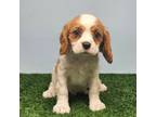 Cavalier King Charles Spaniel Puppy for sale in Juneau, WI, USA