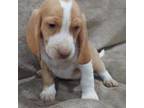 Beagle Puppy for sale in Centralia, WA, USA