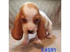 Basset Hound Puppy for sale in Centralia, WA, USA
