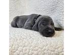 Weimaraner Puppy for sale in Bois D Arc, MO, USA