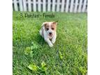 Australian Cattle Dog Puppy for sale in Rolla, MO, USA