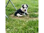 Australian Cattle Dog Puppy for sale in Rolla, MO, USA