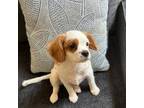 Cavachon Puppy for sale in Howell, MI, USA