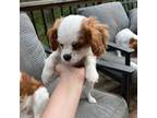 Cavachon Puppy for sale in Howell, MI, USA