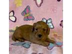 Dachshund Puppy for sale in Fitzgerald, GA, USA