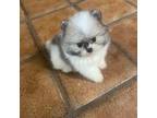 Pomeranian Puppy for sale in Lafayette, LA, USA