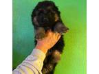 German Shepherd Dog Puppy for sale in Quincy, WA, USA