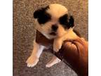 Shih Tzu Puppy for sale in Margate, FL, USA