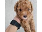Poodle (Toy) Puppy for sale in Chandler, AZ, USA