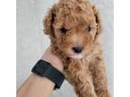 Female toy poodle