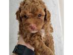 Male toy poodle
