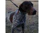 German Shorthaired Pointer Puppy for sale in Partridge, KS, USA