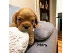 Cavalier King Charles Spaniel Puppy for sale in Demotte, IN, USA