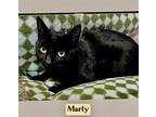 Marty, Bombay For Adoption In West Hills, California