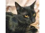 Maverick, Domestic Shorthair For Adoption In Greensburg, Pennsylvania