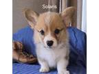 Pembroke Welsh Corgi Puppy for sale in Milton, FL, USA
