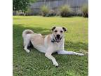 Umpa, Labrador Retriever For Adoption In Spring Lake, North Carolina