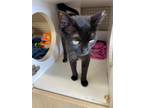 Sadie, Domestic Shorthair For Adoption In Knoxville, Tennessee