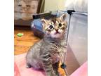 Eleanor, Domestic Shorthair For Adoption In Hoover, Alabama