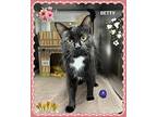 Betty, Domestic Shorthair For Adoption In Orangeville, Ontario