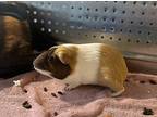 Millie, Guinea Pig For Adoption In Edmonton, Alberta