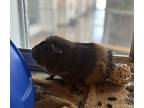 Rachael, Guinea Pig For Adoption In Edmonton, Alberta