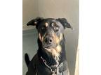 Happy, Doberman Pinscher For Adoption In Victoria, British Columbia