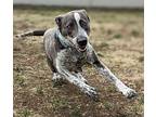 Cashew, American Staffordshire Terrier For Adoption In Edmonton, Alberta