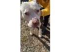 Gage, American Staffordshire Terrier For Adoption In Luttrell, Tennessee