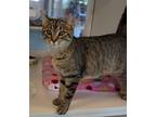 Kida, Domestic Shorthair For Adoption In Columbus, Indiana