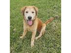 Esmerelda, Golden Retriever For Adoption In Capon Bridge, West Virginia