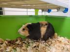 Mocha, Guinea Pig For Adoption In Augusta, Maine