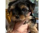 Yorkshire Terrier Puppy for sale in Liverpool, TX, USA