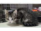 Curling, Domestic Shorthair For Adoption In Wausau, Wisconsin