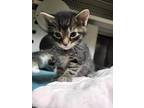 Croquet, Domestic Shorthair For Adoption In Wausau, Wisconsin