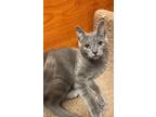Azul Domestic Shorthair Young Male
