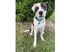 Snoopy, Labrador Retriever For Adoption In Olive Branch, Mississippi