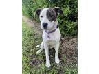 Lucy, Labrador Retriever For Adoption In Olive Branch, Mississippi