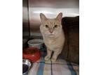 Suzy Domestic Shorthair Adult Female