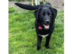 Ringo, Labrador Retriever For Adoption In Lisbon, Iowa