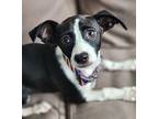 Danny Boy, Terrier (unknown Type, Small) For Adoption In Lisbon, Iowa