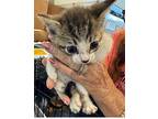 Spitfire, Domestic Shorthair For Adoption In Wauchula, Florida