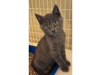 Prince Charming, Domestic Shorthair For Adoption In W. Windsor, New Jersey