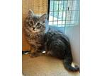 Cinderella, Domestic Longhair For Adoption In W. Windsor, New Jersey