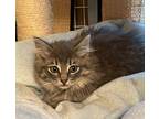Fairy Godmother, Domestic Longhair For Adoption In W. Windsor, New Jersey