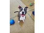 Loki, American Staffordshire Terrier For Adoption In Taylor, Michigan