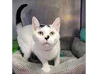 Penelope, Domestic Shorthair For Adoption In Knoxville, Tennessee