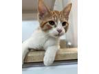 Kenickie, Domestic Shorthair For Adoption In Belleville, Michigan